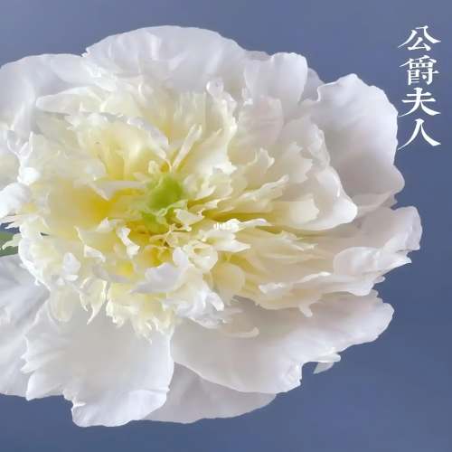 Duchess Peony