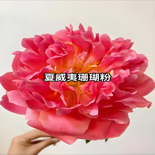 Hawaiian Coral Pink Peony