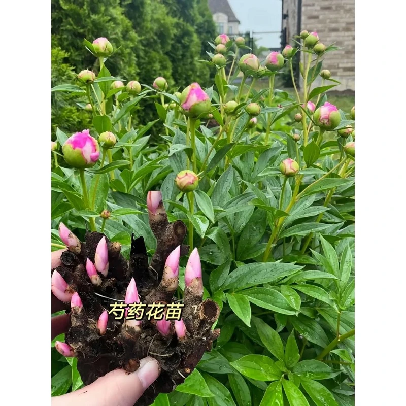 Pembe şakayık fideleri