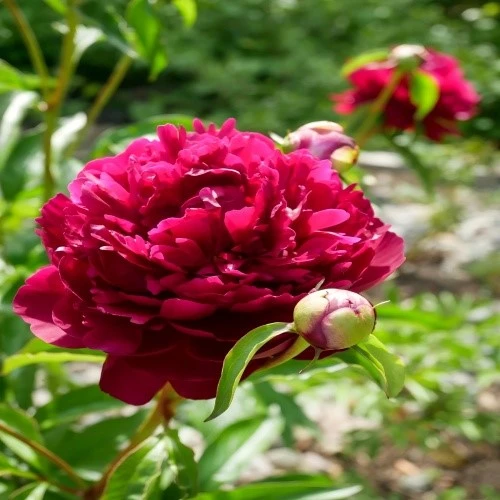 Red Sandalwood Smoke Peony