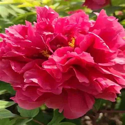 Çiçek yağı şakayık